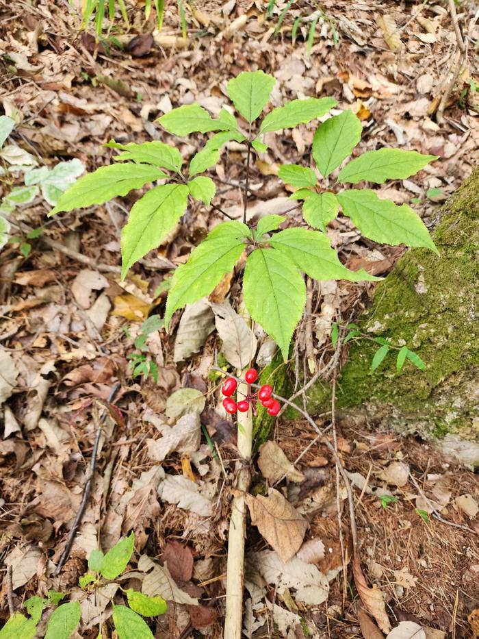 235149625_cUdZRuQ7_13d7c98c964e3683a06f28b08e5c02e25124b6e5.jpg 이미지크게보기