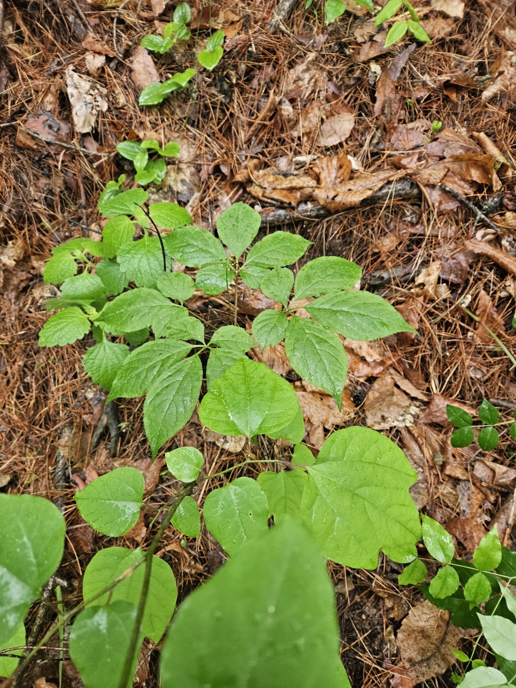 3555377260_QNjVnFGg_f34cc3d029170c8afa883ee30ae78276a23d7306.jpg 이미지크게보기