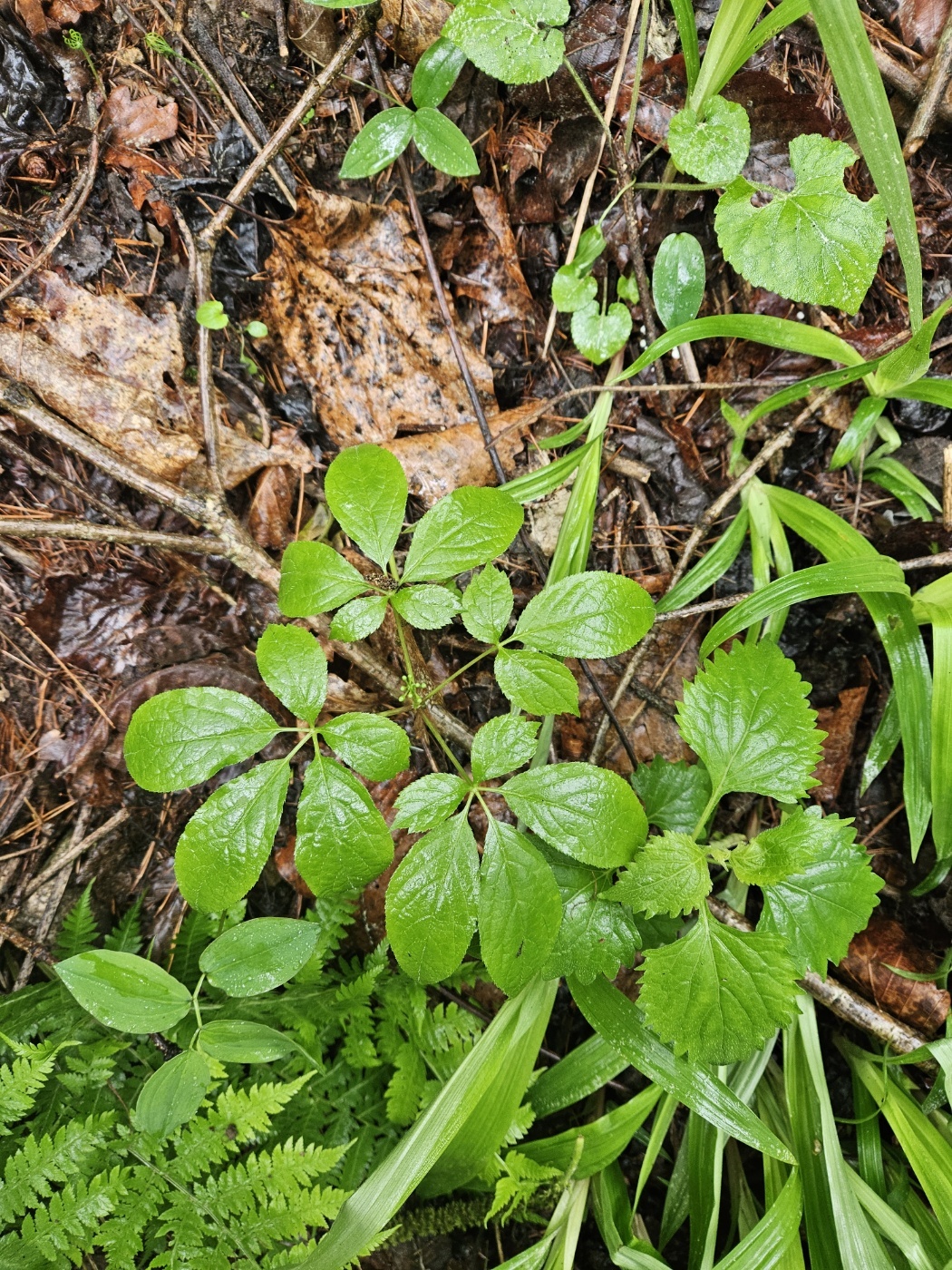 3555377260_XZnPB7H4_2bc7c46ea2c58aa3ef142940acfb23fe853b60a8.jpg 이미지크게보기