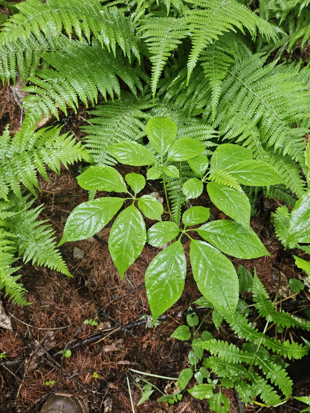 3555377260_r0aBHu9D_0190a424e030df70e409ef7a5e38c1bb5c98a86c.jpg 이미지크게보기